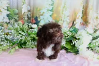 Spice, a female Havanese for sale in Dothan, AL – 5 of 5