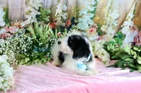 Benny Lt. Blue, a male Miniature Bernedoodle for sale in Dothan, AL – 9 of 10