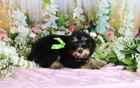 Bobby Green, a male Miniature Bernedoodle for sale in Dothan, AL – 7 of 10