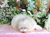 Sugar, a female Havanese for sale in Dothan, AL – 8 of 9