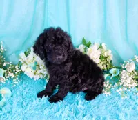 Carla, a female Poodle - Miniature  for sale in Dothan, AL – 6 of 9