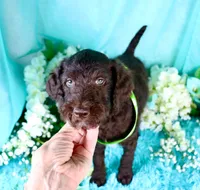 Carson, a male Poodle - Miniature  for sale in Dothan, AL – 7 of 10