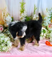 Brady Orange, a male Miniature Bernedoodle for sale in Dothan, AL – 7 of 10