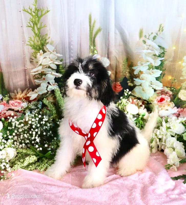 Brooky Red Small Girl – Miniature Bernedoodle puppy for sale in Dothan, AL