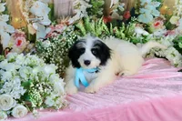 Benny Lt. Blue, a male Miniature Bernedoodle for sale in Dothan, AL – 5 of 10