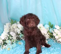 Caleb, a male Poodle - Miniature  for sale in Dothan, AL – 6 of 10