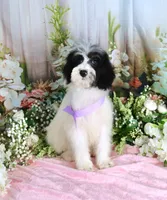 Brinley Purple, a female Miniature Bernedoodle for sale in Dothan, AL – 10 of 10