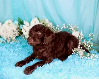 Cathy, a female Poodle - Miniature  for sale in Dothan, AL – 4 of 10