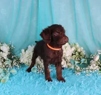 Carlton, a male Poodle - Miniature  for sale in Dothan, AL – 6 of 10