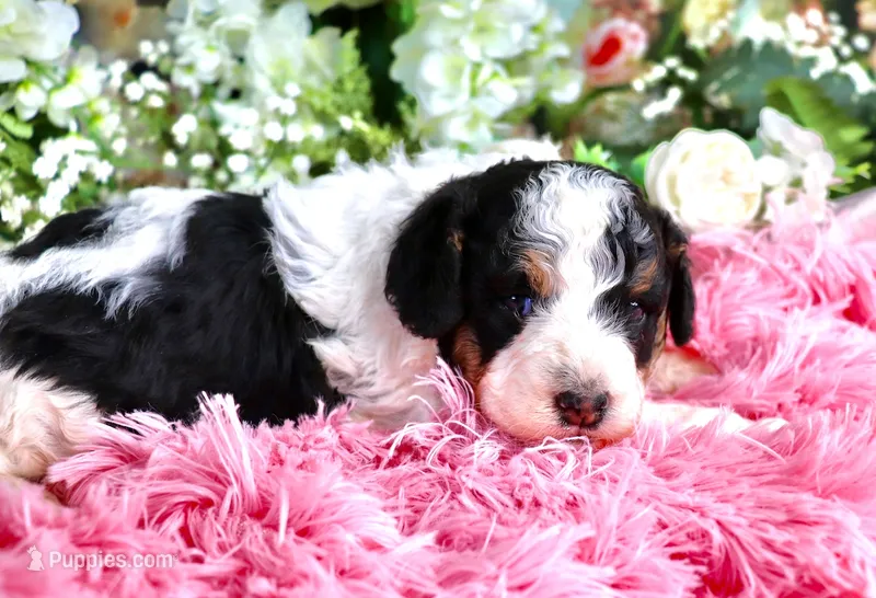 J'adore – Miniature Bernedoodle puppy for sale in Dothan, AL