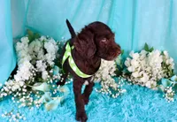 Carson, a male Poodle - Miniature  for sale in Dothan, AL – 2 of 10