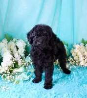 Cali, a female Poodle - Miniature  for sale in Dothan, AL – 6 of 10