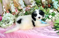 Benny Lt. Blue, a male Miniature Bernedoodle for sale in Dothan, AL – 7 of 10