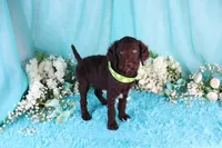 Carson, a male Poodle - Miniature  for sale in Dothan, AL – 3 of 10