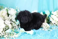 Capri, a female Poodle - Miniature  for sale in Dothan, AL – 7 of 10