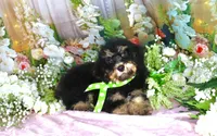 Bobby Green, a male Miniature Bernedoodle for sale in Dothan, AL – 5 of 10
