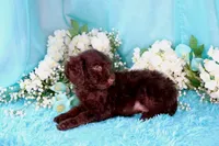 Caleb, a male Poodle - Miniature  for sale in Dothan, AL – 10 of 10
