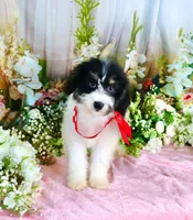 Brooky Red, a female Miniature Bernedoodle for sale in Dothan, AL – 6 of 10
