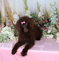 Paris, a female Poodle - Miniature  for sale in Dothan, AL – Photo 4 of 10