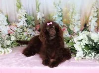 Paris, a female Poodle - Miniature  for sale in Dothan, AL – Photo 1 of 10