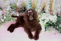 Paris, a female Poodle - Miniature  for sale in Dothan, AL – Photo 6 of 10