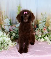 Paris, a female Poodle - Miniature  for sale in Dothan, AL – Photo 9 of 10