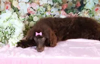 Paris, a female Poodle - Miniature  for sale in Dothan, AL – Photo 5 of 10
