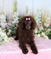 Paris, a female Poodle - Miniature  for sale in Dothan, AL – Photo 2 of 10