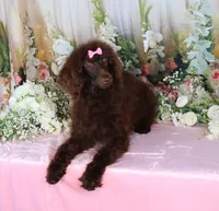 Paris, a female Poodle - Miniature  for sale in Dothan, AL – Photo 3 of 10