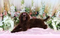 Paris, a female Poodle - Miniature  for sale in Dothan, AL – Photo 8 of 10