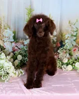 Paris, a female Poodle - Miniature  for sale in Dothan, AL – Photo 7 of 10