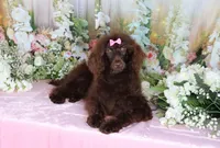 Paris, a female Poodle - Miniature  for sale in Dothan, AL – Photo 10 of 10