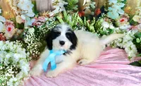Benny Lt. Blue, a male Miniature Bernedoodle for sale in Dothan, AL – 1 of 10