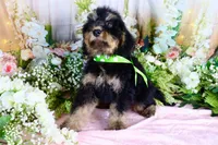 Bobby Green, a male Miniature Bernedoodle for sale in Dothan, AL – 1 of 10