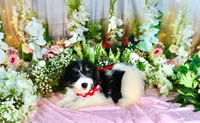 Brooky Red, a female Miniature Bernedoodle for sale in Dothan, AL – 4 of 10