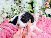 J'adore, a female Miniature Bernedoodle for sale in Dothan, AL – 3 of 4