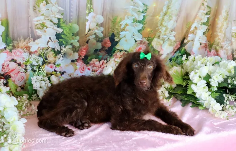 Chocolate Austin  – Poodle - Miniature  puppy for sale in Dothan, AL