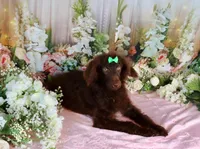 Austin, a male Poodle - Miniature  for sale in Dothan, AL – Photo 9 of 9