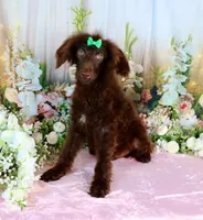 Austin, a male Poodle - Miniature  for sale in Dothan, AL – Photo 5 of 9