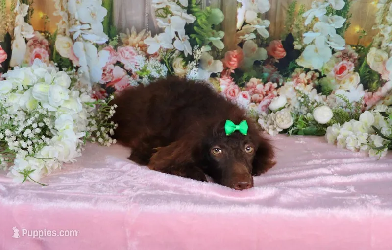 Chocolate Austin – Poodle - Miniature  puppy for sale in Dothan, AL