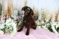 Austin, a male Poodle - Miniature  for sale in Dothan, AL – Photo 3 of 9