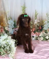 Austin, a male Poodle - Miniature  for sale in Dothan, AL – Photo 7 of 9