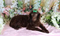 Austin, a male Poodle - Miniature  for sale in Dothan, AL – Photo 8 of 9