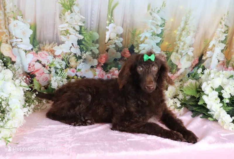 Austin – Poodle - Miniature  puppy for sale in Dothan, AL