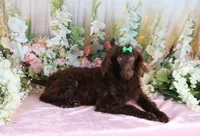 Austin, a male Poodle - Miniature  for sale in Dothan, AL – Photo 1 of 9