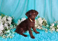 Carlton, a male Poodle - Miniature  for sale in Dothan, AL – 10 of 10