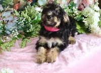 Becky Pink, a female Miniature Bernedoodle for sale in Dothan, AL – 1 of 10