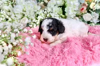 J'adore, a female Miniature Bernedoodle for sale in Dothan, AL – 2 of 4