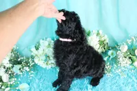 Carla, a female Poodle - Miniature  for sale in Dothan, AL – 9 of 9