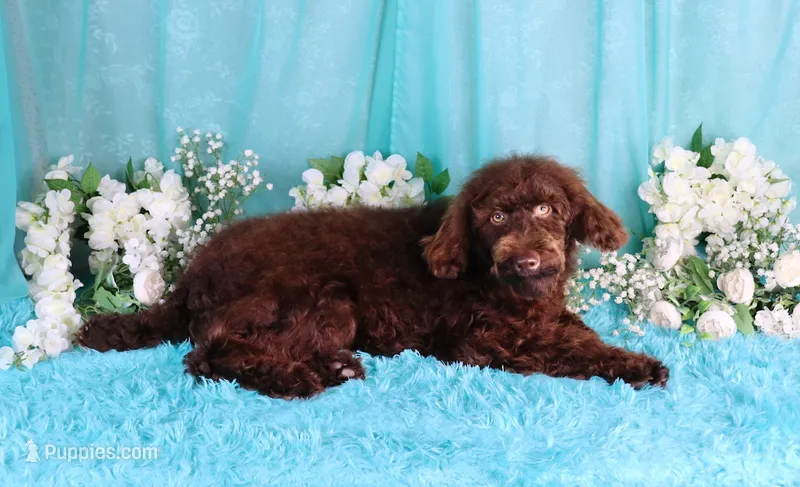 Chocolate Austin  – Poodle - Miniature  puppy for sale in Dothan, AL